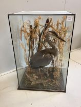 A taxidermy heron in naturalistic setting and glazed case, width 53cm, depth 44cm, height 78cm