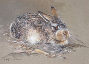 * * Cees Roorda (Dutch, b. 1942-), heightened watercolour, 'A young hare', signed and dated ‘97,