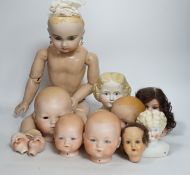 Ten bisque doll's heads and a reproduction Jules Steiner doll