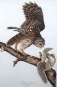 Robert Havell after John James Audubon (1785-1851) Barred Owl, Male adult , Strix Nebulosa and