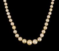 An Edwardian single strand graduated natural saltwater pearl necklace, with gold, platinum and