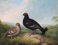 Samuel Howitt (English, 1756-1823) Blackcockoil on canvassigned39 x 50cm***CONDITION REPORT***Oil on