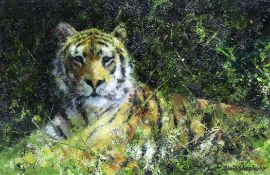 § § David Shepherd (British, 1931-2017) 'Tiger'oil on canvassigned16 x 24cm***CONDITION REPORT***