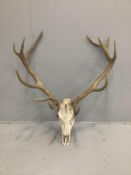 A twelve point stag skull with antlers, diameter 90cm***CONDITION REPORT***PLEASE NOTE:- Prospective
