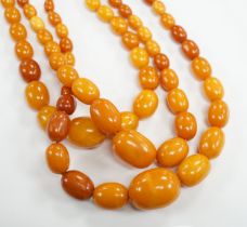 A triple strand graduated oval amber bead choker necklace, 44cm, gross weight 98 grams.***