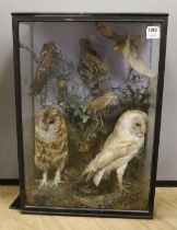 A Victorian cased taxidermy display of birds, by R. Brazenor, 69 x 48cm***CONDITION REPORT***