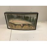 A taxidermy rainbow trout in naturalistic riverbed setting and glazed bow front case, width 73cm,