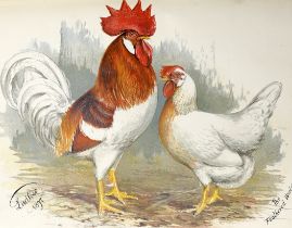 ° ° Wright, Lewis - The Illustrated Book of Poultry. 52 coloured plates; rebound cloth with red