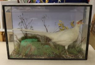 A glazed case taxidermy pheasant. 72cm wide, 50cm tall overall