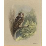JOHN FRANK HAYWOOD (1936-1991) Tawny Owl Watercolour Signed lower right, Loquens Gallery label