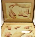 ATTRIBUTED ELIZA MARY BURGESS (c.1873-1950) Study of an arm and hands; Study of an arm and feet