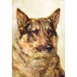 FLORENCE JAY (Exh. 1905-20) Study of a German Shepherd Watercolour Signed lower left 26cm x 18cm