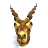 TAXIDERMY - AN AFRICAN DEER/ANTELOPE HEAD With curled and ribbed horns, height 55cm, width 40cm