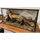 TAXIDERMY - A FOX WITH A SMALL BADGER IN A SETT amongst mosses, ferns and rocks in a display case