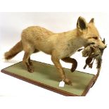 A FOX with a teal in its mouth, on a rectangular wooden plinth base, length of fox 98cm base, length