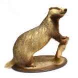 A FEMALE BADGER It's front paws on a branch, set on an oval wooden base, originally from the