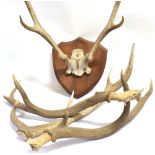 A PAIR OF ANTLERS skull mount, on a shaped wooden shield, height 70cm, width 50cm, a pair of loose