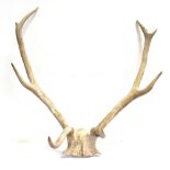 A PAIR OF ANTLERS skull mount, height 67cm, width 65cm