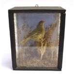 A LINNET mounted perched on a twig, amongst moss and grasses in a display case glazed on three sides