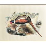 AFTER J. WOLF Study of a Cock and Hen Pheasant, colour print in an ornate gilt and black frame