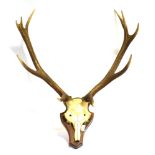 A PAIR OF ANTLERS Skull mount on a shaped wooden shield, height 74cm, width 76cm