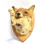 A FOX MASK with a stoat in its mouth, mounted on a wooden shield for wall hanging, height 34cm,