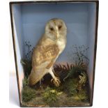 A BARN OWL perched on a branch amongst grasses and ferns, in a display case, with 'Pratt & Sons'