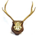 DEVON AND SOMERSET STAGHOUNDS a pair of antlers, skull mount, on shaped wooden shield, with