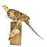 A REEVES HEN PHEASANT perched on a branch for wall mounting, height 48cm