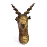 AN AFRICAN BUCK HEAD with curled ribbed horns, for wall mounting, height 68cm, depth 40cm