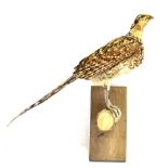 A REEVES HEN PHEASANT perched on a branch for wall mounting, height 52cm