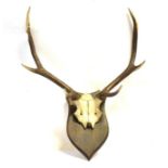A PAIR OF ANTLERS skull mount on a shaped wooden shield, height 81cm, width 68cm