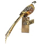 A REEVES COCK PHEASANT perched on a branch for wall mounting, height 122cm