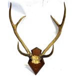 A PAIR OF ANTLERS skull mount on a shaped wooden shield, height 91cm, width 68cm