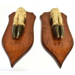 QUANTOCK STAGHOUNDS two mounted deer slots, on shaped wooden shields, one dated 24.8.95