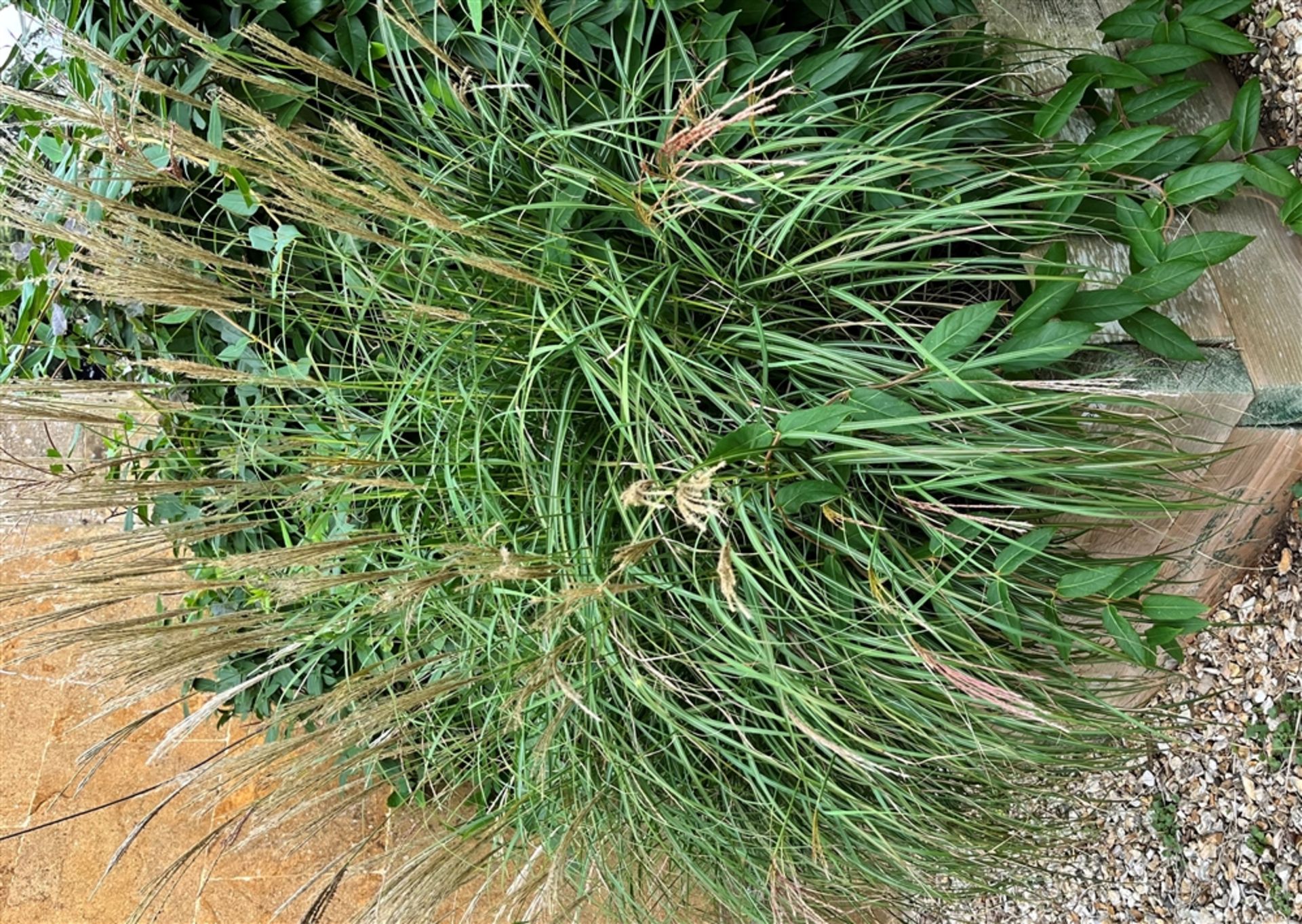 ONE LARGE GARDEN PLANTER AND PLANTS