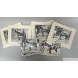 A group of original photographs relating to racehorses owned by Mrs Marion Glenister, owner of