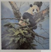 John Seerey-Lester 'Qinling Panda'