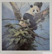 John Seerey-Lester 'Qinling Panda' 1995