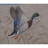 RALSTON GUDGEON R.S.WÊMallard duck, signed, oil on canvas, 30 x 35cm Condition Report:Available upon