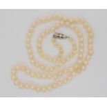 A string of Mikimoto pearls with a pearl set silver clasp, length of the pearls 67cm Condition
