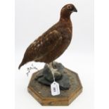 A taxidermy red grouse, modelled on a naturalistic octagonal base Condition Report:Available upon