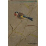 RALSTON GUDGEON (SCOTTISH 1910-1984) GOLDFINCH Gouache, signed lower left, 28 x 19cm Condition