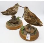 Two taxidermy snipe, modelled on naturalistic circular bases (2) Condition Report:Available upon