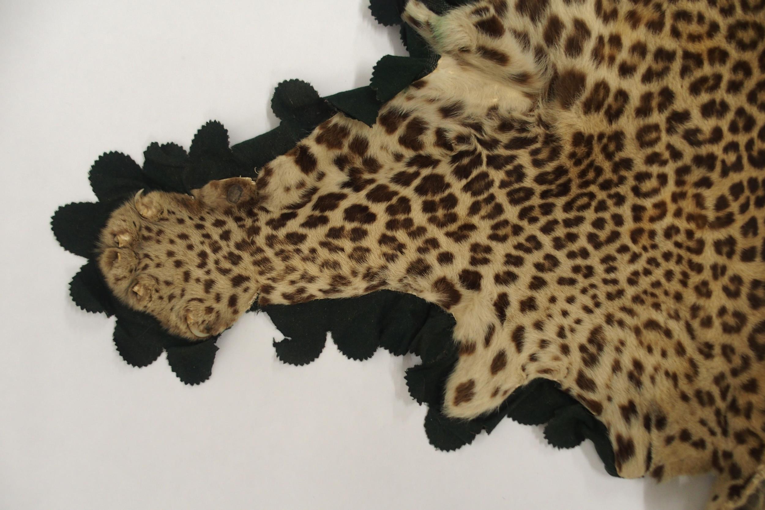 A 20TH CENTURY TAXIDERMY LEOPARD PELT RUG on green felt trimmed backing with snarling open-mouthed - Image 9 of 16