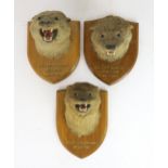 A GROUP OF THREE TAXIDERMY OTTER MASKS First quarter of the 20th century, all with mouths agape