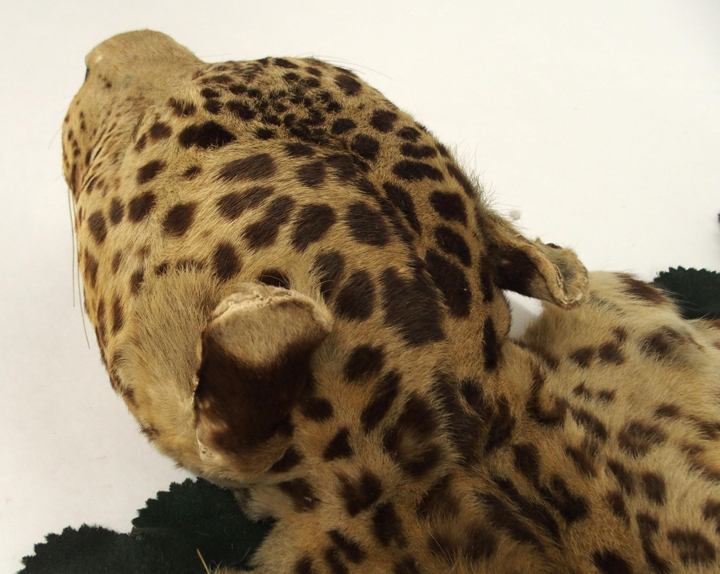 A 20TH CENTURY TAXIDERMY LEOPARD PELT RUG on green felt trimmed backing with snarling open-mouthed - Image 16 of 16