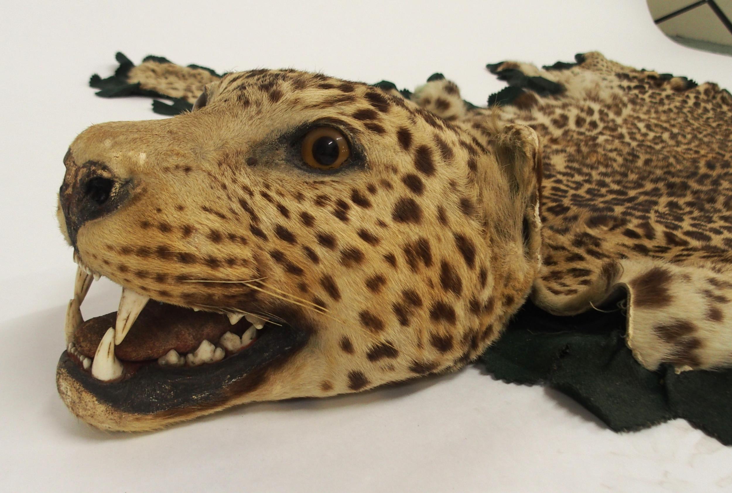 A 20TH CENTURY TAXIDERMY LEOPARD PELT RUG on green felt trimmed backing with snarling open-mouthed - Image 6 of 16