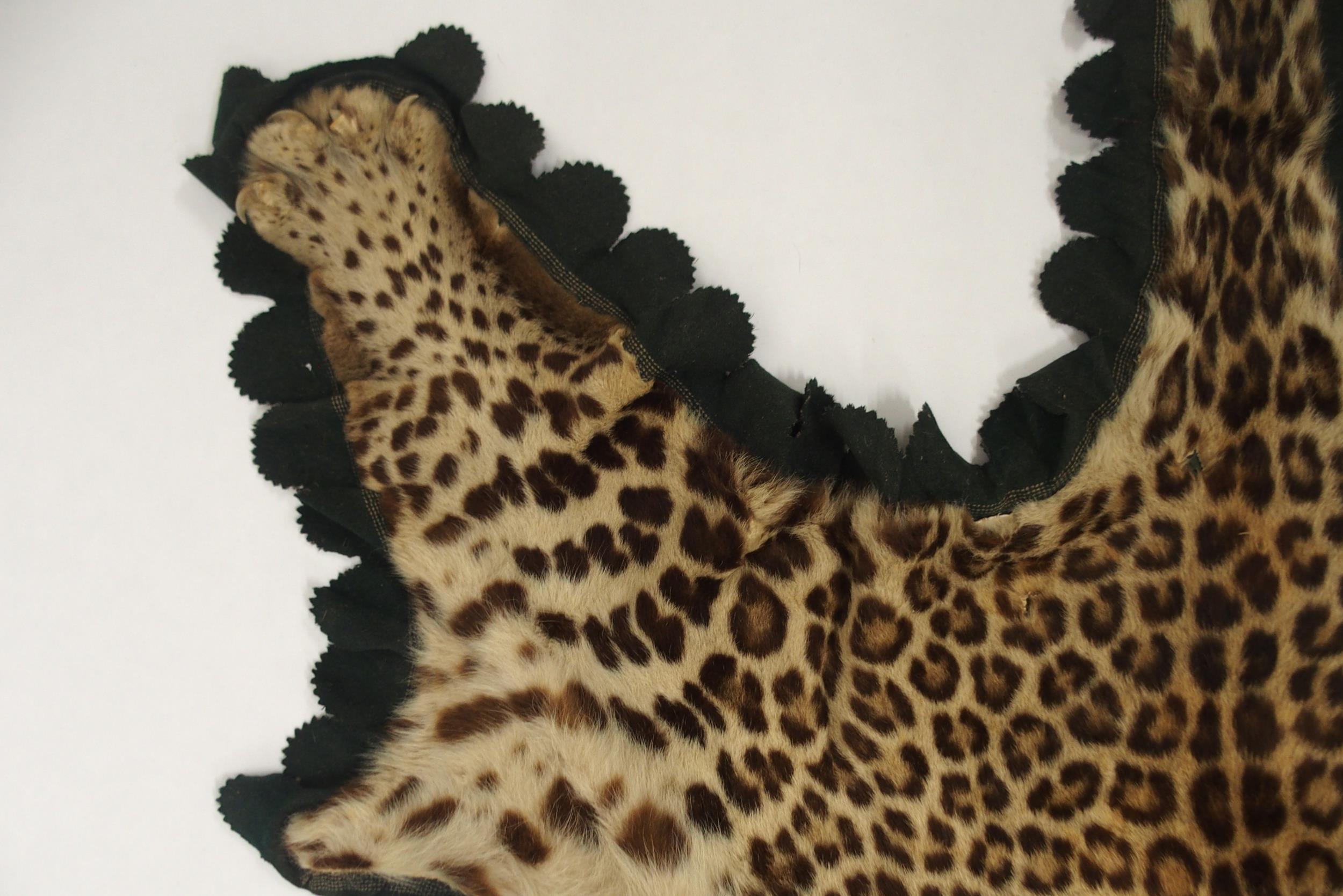 A 20TH CENTURY TAXIDERMY LEOPARD PELT RUG on green felt trimmed backing with snarling open-mouthed - Image 12 of 16