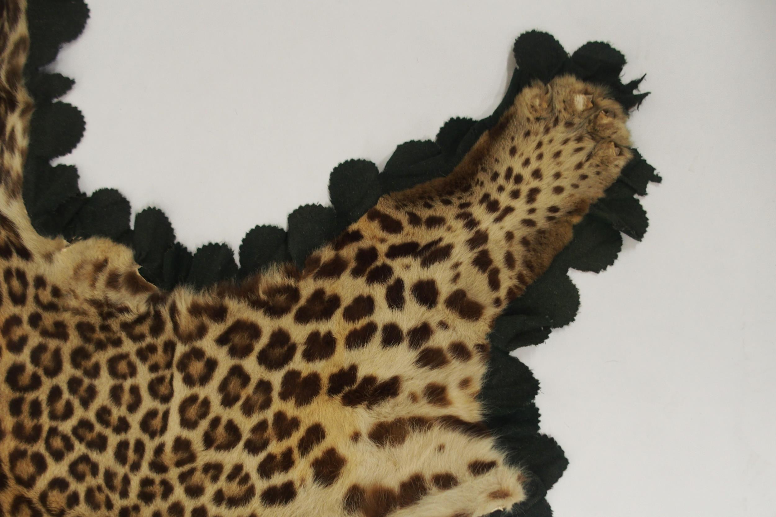 A 20TH CENTURY TAXIDERMY LEOPARD PELT RUG on green felt trimmed backing with snarling open-mouthed - Image 11 of 16